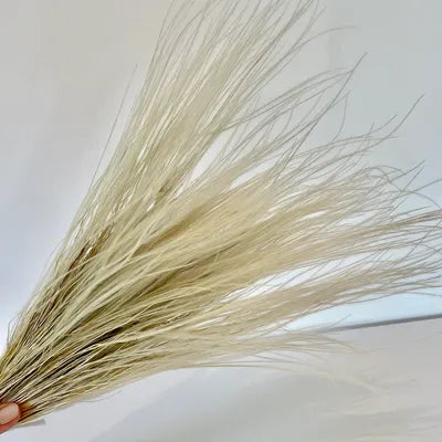 herbe séchée herbe séchée stipa pennata herbe séchée deco herbe sèche herbes séchées italienne Fleurs séchées déco plume herbe herbe sèche nature 50g Fleurs séchées  - acheter pas cher en ligne Tiges Plumeau Séché Herbe Pampa Naturelle stipa pennata petite herbe plumeuse fleurs séchées plumes